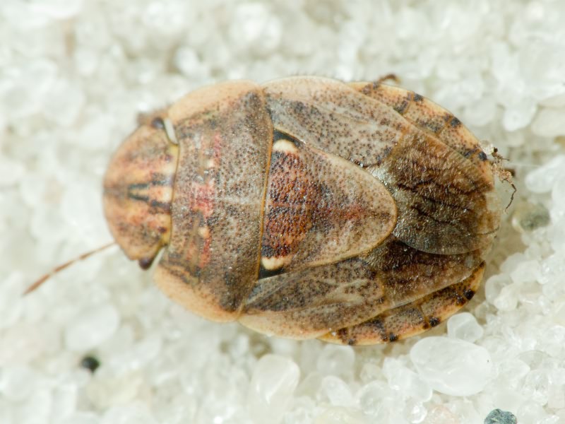 Menaccarus (Oploscelis) arenicola (Scholz, 1847)